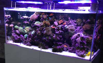 aquarium fish tank maintenance