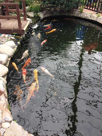 pond maintenance