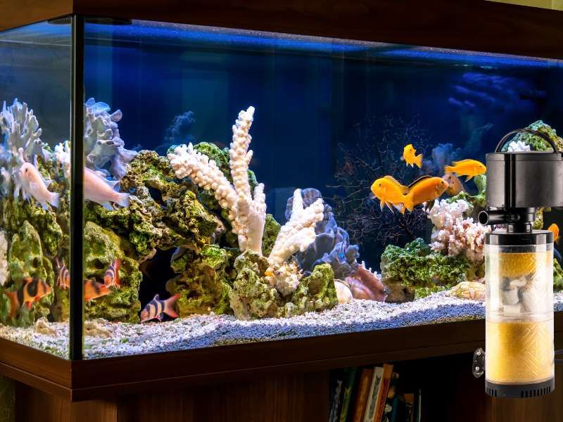 aquarium maintenance