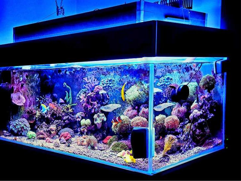 aquarium installation